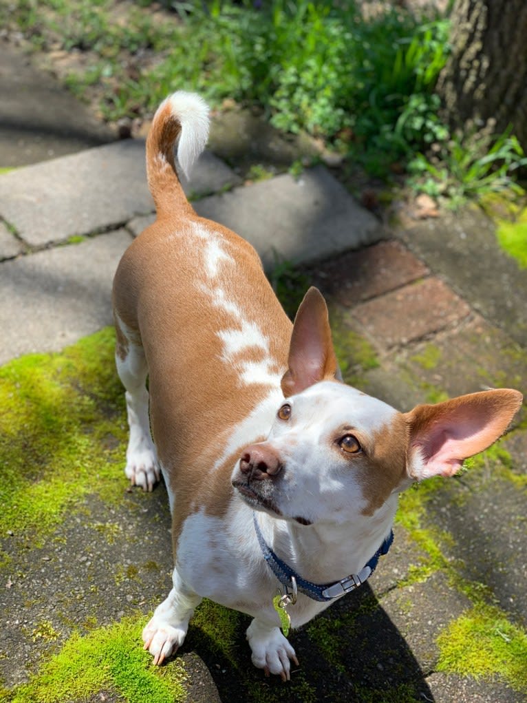 Washburne, a Chihuahua and American Pit Bull Terrier mix tested with EmbarkVet.com