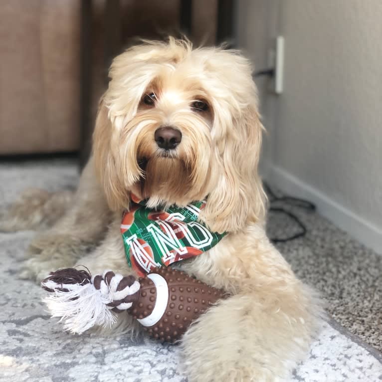 Angus, a Poodle (Small) and Cocker Spaniel mix tested with EmbarkVet.com