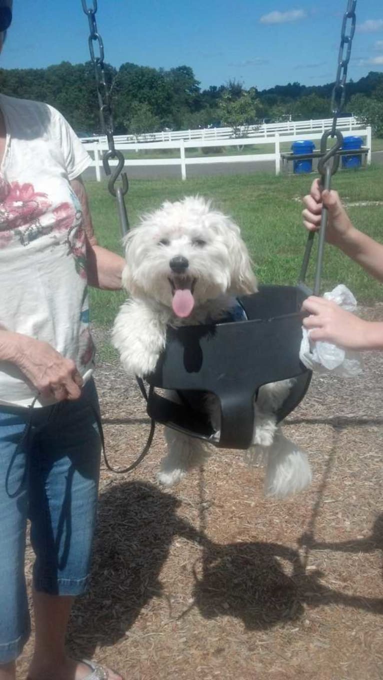 Jeter, a Havanese tested with EmbarkVet.com