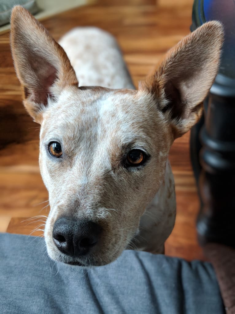 Lucy, an Australian Cattle Dog and American Pit Bull Terrier mix tested with EmbarkVet.com