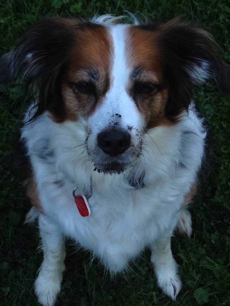 Turbo, an English Setter and Brittany mix tested with EmbarkVet.com