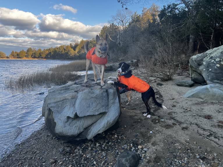 DDF Arlo, a Border Collie tested with EmbarkVet.com