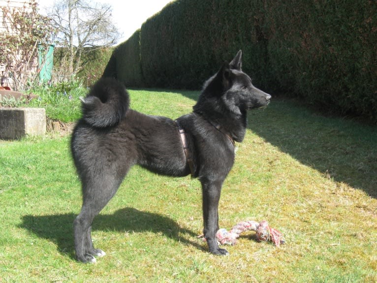 Strolch, a Canaan Dog tested with EmbarkVet.com