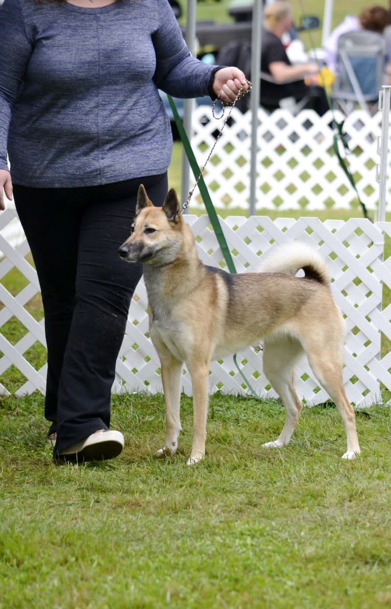 Raven, a West Siberian Laika tested with EmbarkVet.com