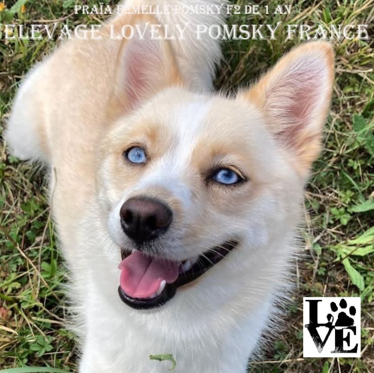 Praïa, a Pomsky tested with EmbarkVet.com