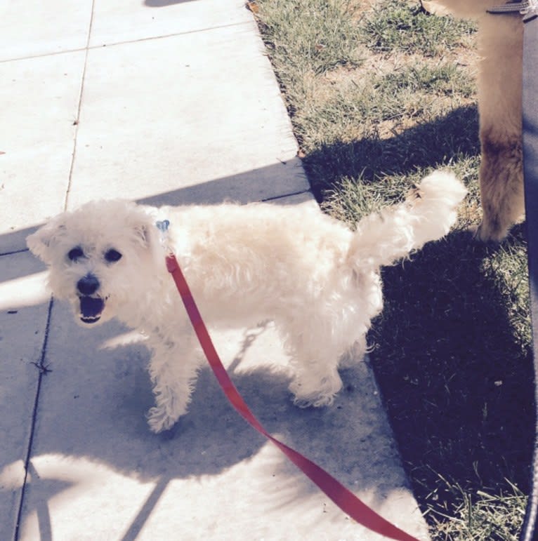 Oliver, a Poodle (Small) and Pug mix tested with EmbarkVet.com