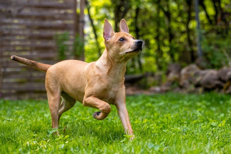 Beauty & Beast Rubielle, an American Hairless Terrier tested with EmbarkVet.com