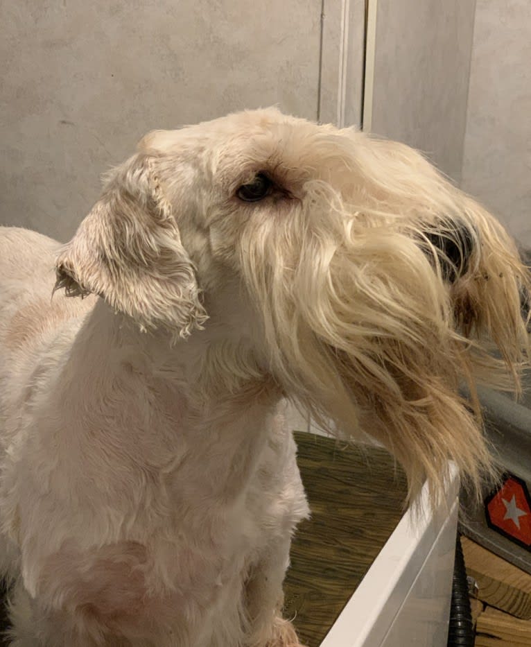 Feisty, a Sealyham Terrier tested with EmbarkVet.com