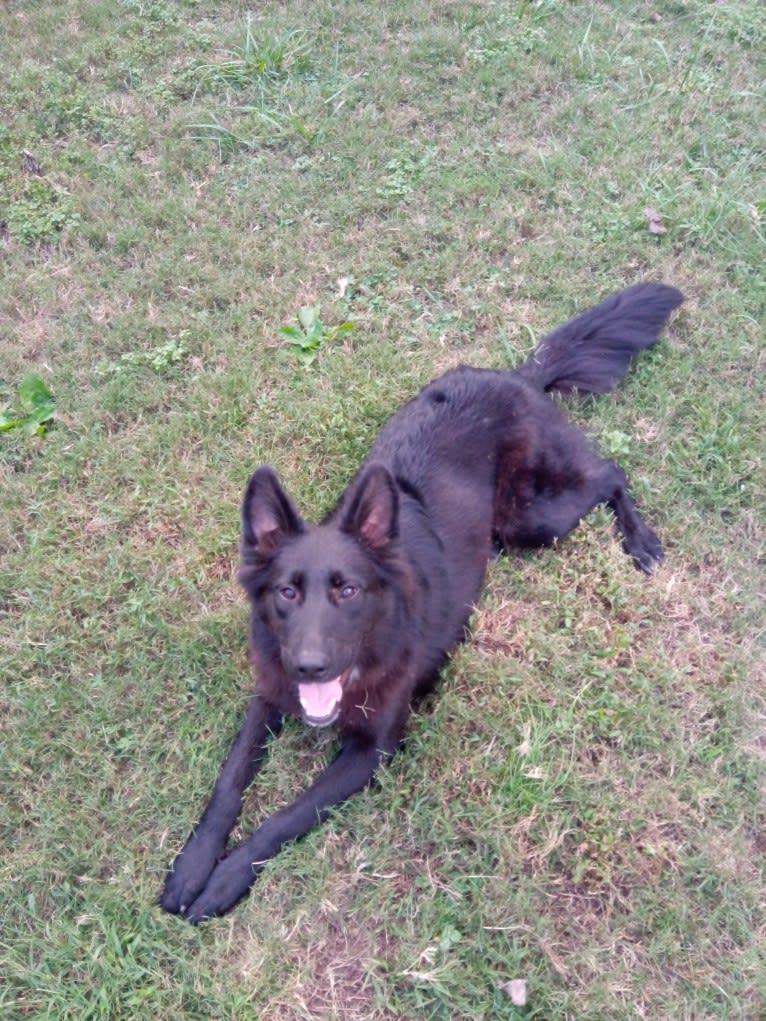 Dixie, a German Shepherd Dog and Australian Shepherd mix tested with EmbarkVet.com