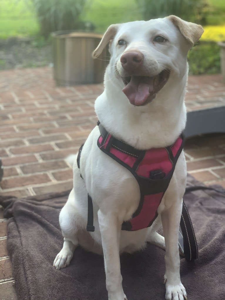 Winnie, a Southeast Asian Village Dog and Golden Retriever mix tested with EmbarkVet.com
