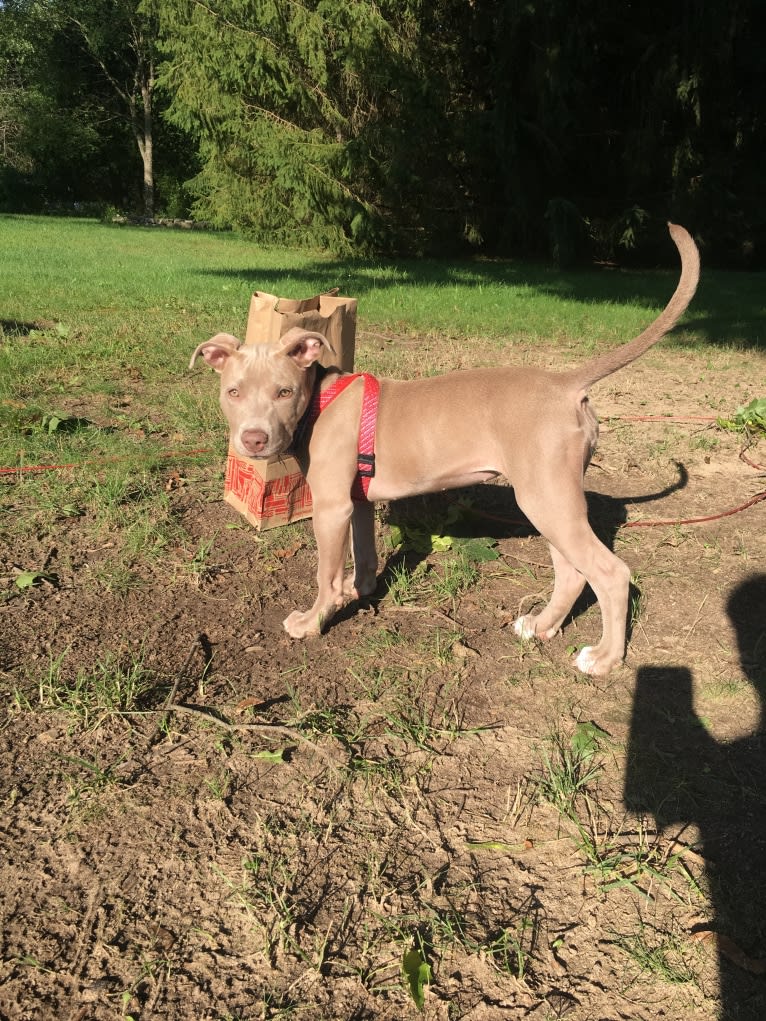 Mira, an American Pit Bull Terrier and American Bulldog mix tested with EmbarkVet.com