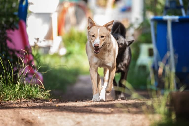 Abbie, a Canaan Dog tested with EmbarkVet.com