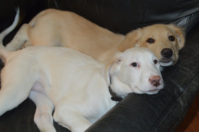 casper, a Great Pyrenees and Labrador Retriever mix tested with EmbarkVet.com