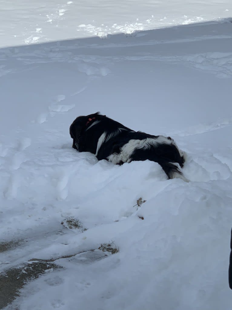 Mia, a Newfoundland tested with EmbarkVet.com