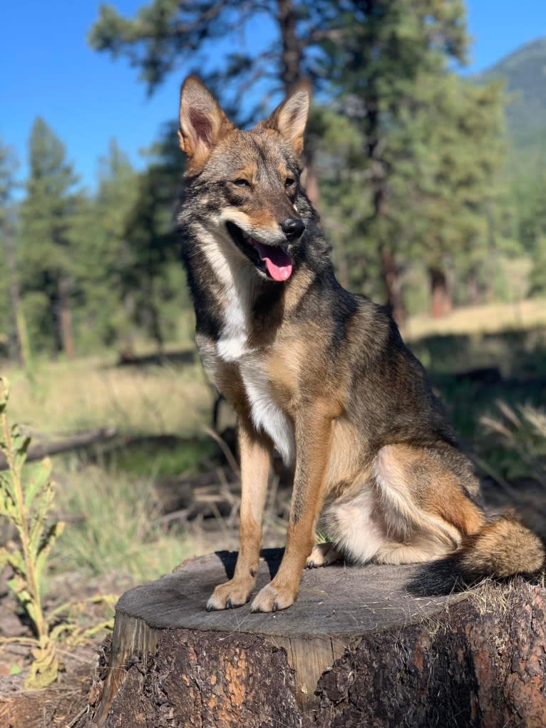 Cilantro, a Border Collie and Coyote mix tested with EmbarkVet.com