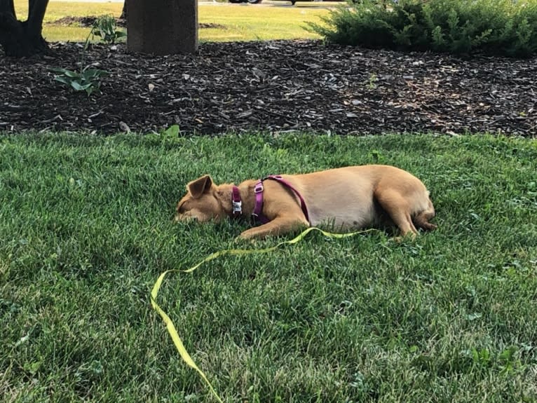 Mina, a Golden Retriever and American Pit Bull Terrier mix tested with EmbarkVet.com