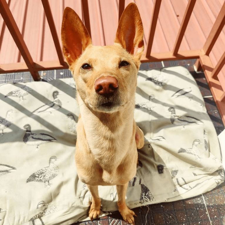 Mango, a Southeast Asian Village Dog tested with EmbarkVet.com