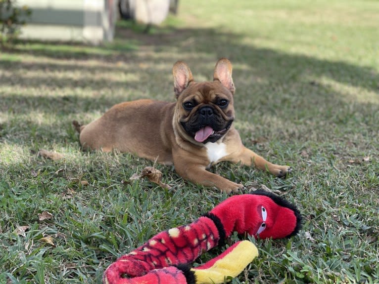 Dyna, a French Bulldog tested with EmbarkVet.com