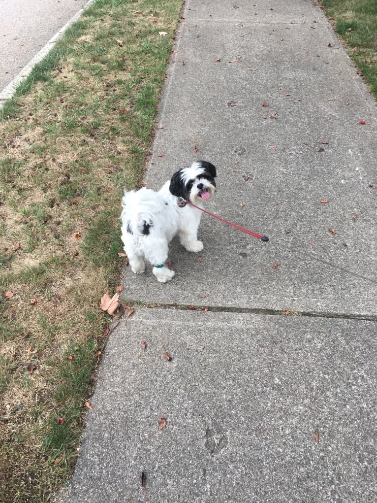 Obi, a Papillon and Shih Tzu mix tested with EmbarkVet.com