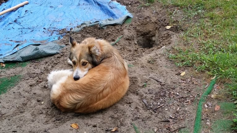 Foxy, an Arabian Village Dog tested with EmbarkVet.com