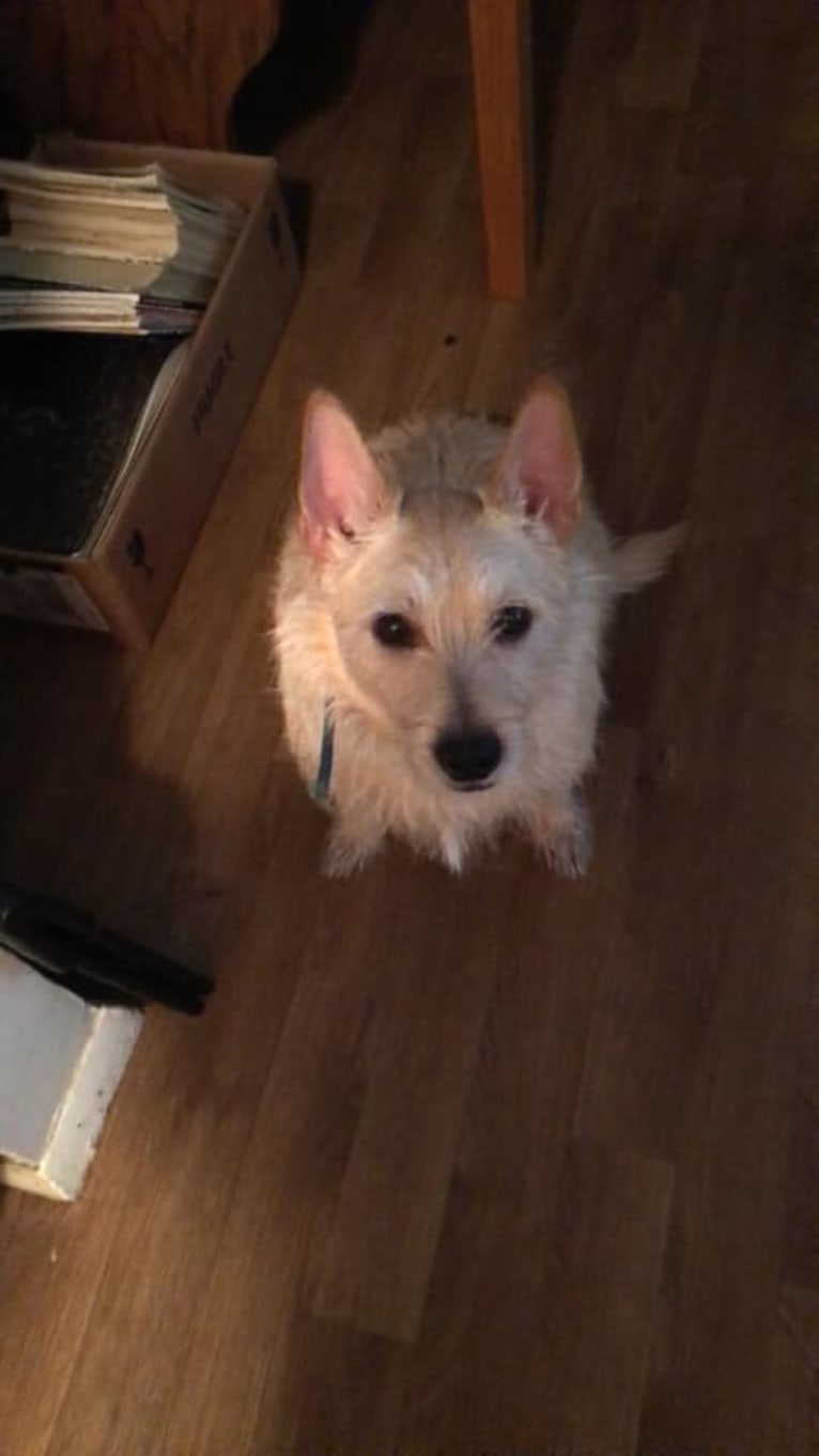 Kobe, a West Highland White Terrier and Miniature Pinscher mix tested with EmbarkVet.com