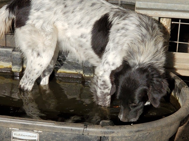 LUCIE, a Karakachan tested with EmbarkVet.com