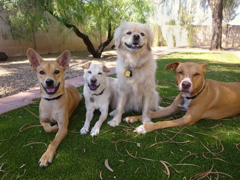 Doc, a Chihuahua and American Pit Bull Terrier mix tested with EmbarkVet.com