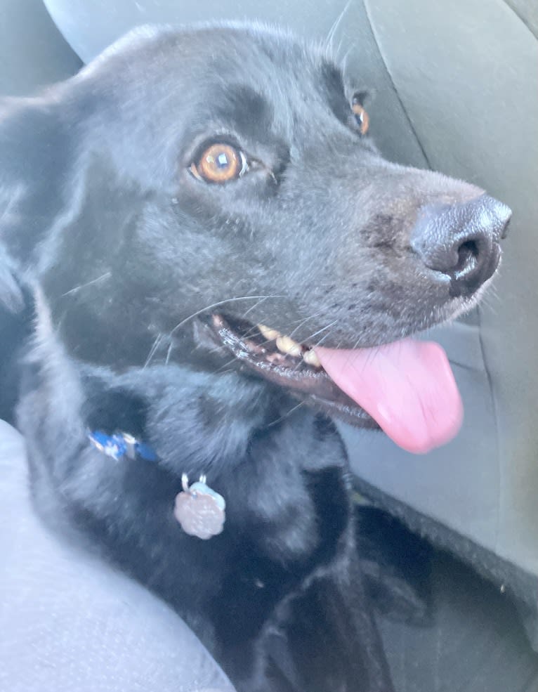 Saint, a Labrador Retriever and German Shepherd Dog mix tested with EmbarkVet.com