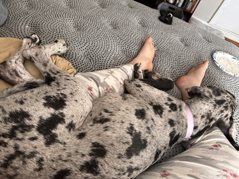 Dream Hunter, a Great Dane tested with EmbarkVet.com