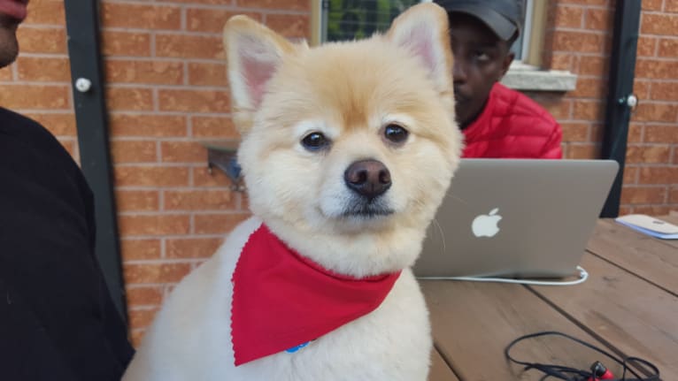 Frankie, a Pomeranian and Chihuahua mix tested with EmbarkVet.com