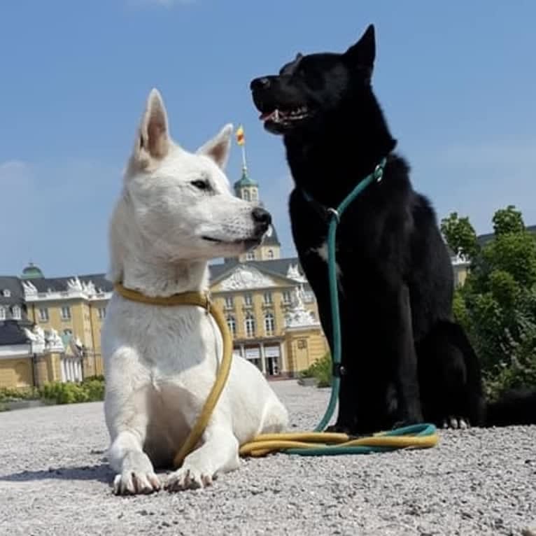 Suri, a Canaan Dog tested with EmbarkVet.com