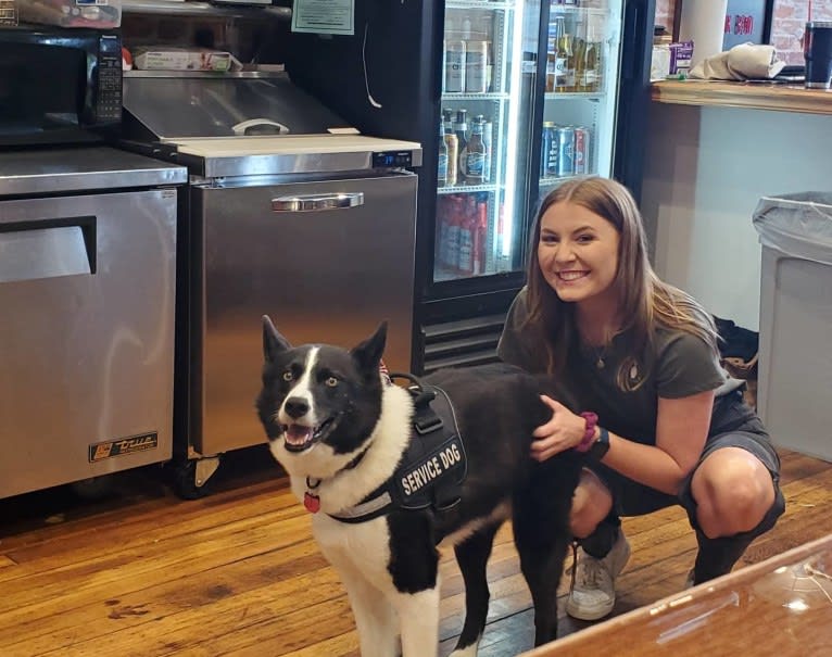 Dumaw Oakenshield, a Karelian Bear Dog tested with EmbarkVet.com