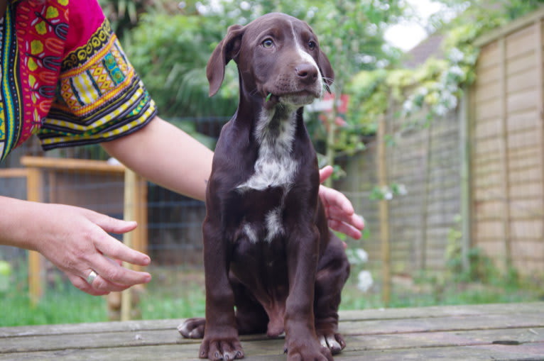 Byker, a Dalmatian and Doberman Pinscher mix tested with EmbarkVet.com