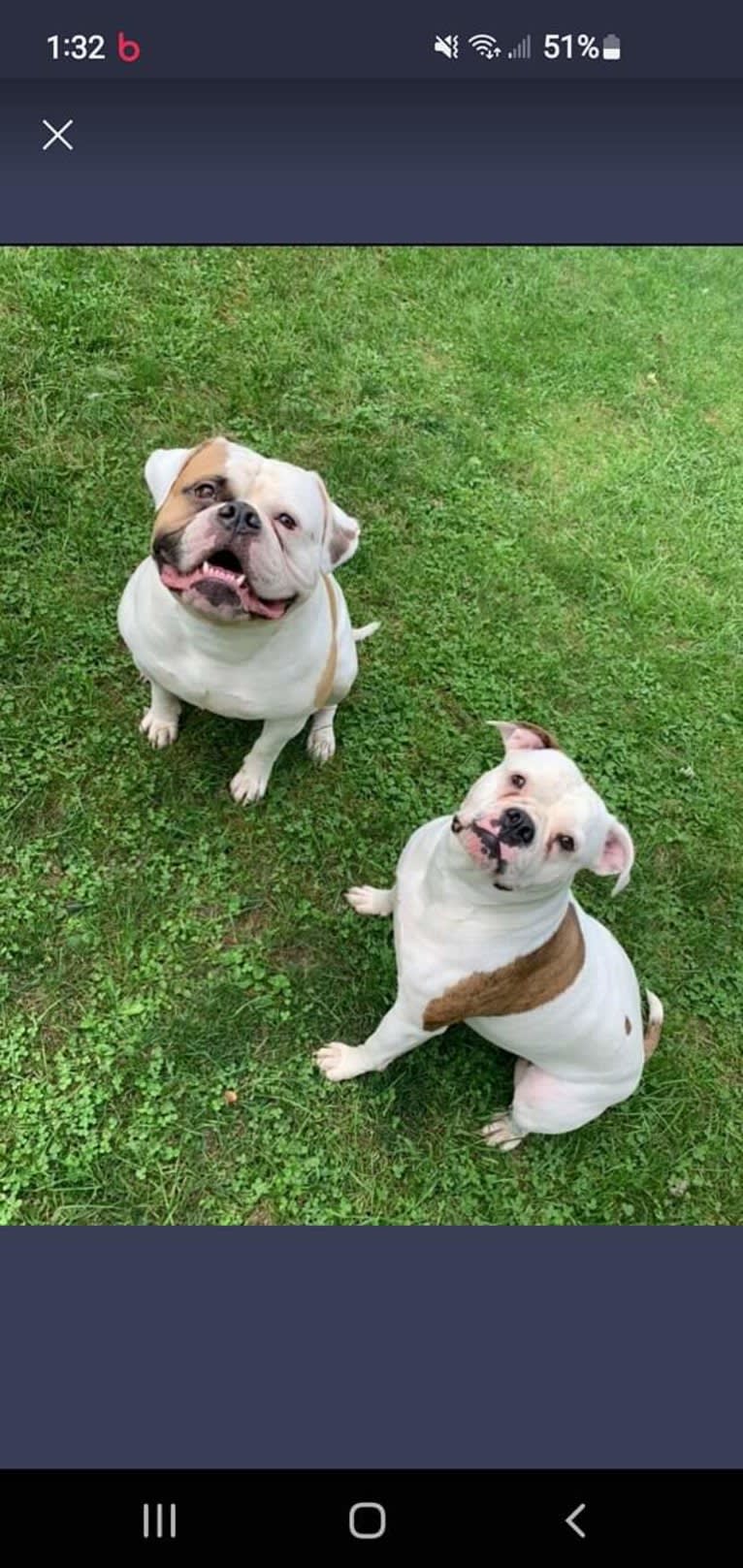 Piper, an American Bulldog tested with EmbarkVet.com
