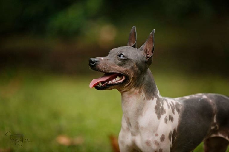 Juno, an American Hairless Terrier tested with EmbarkVet.com