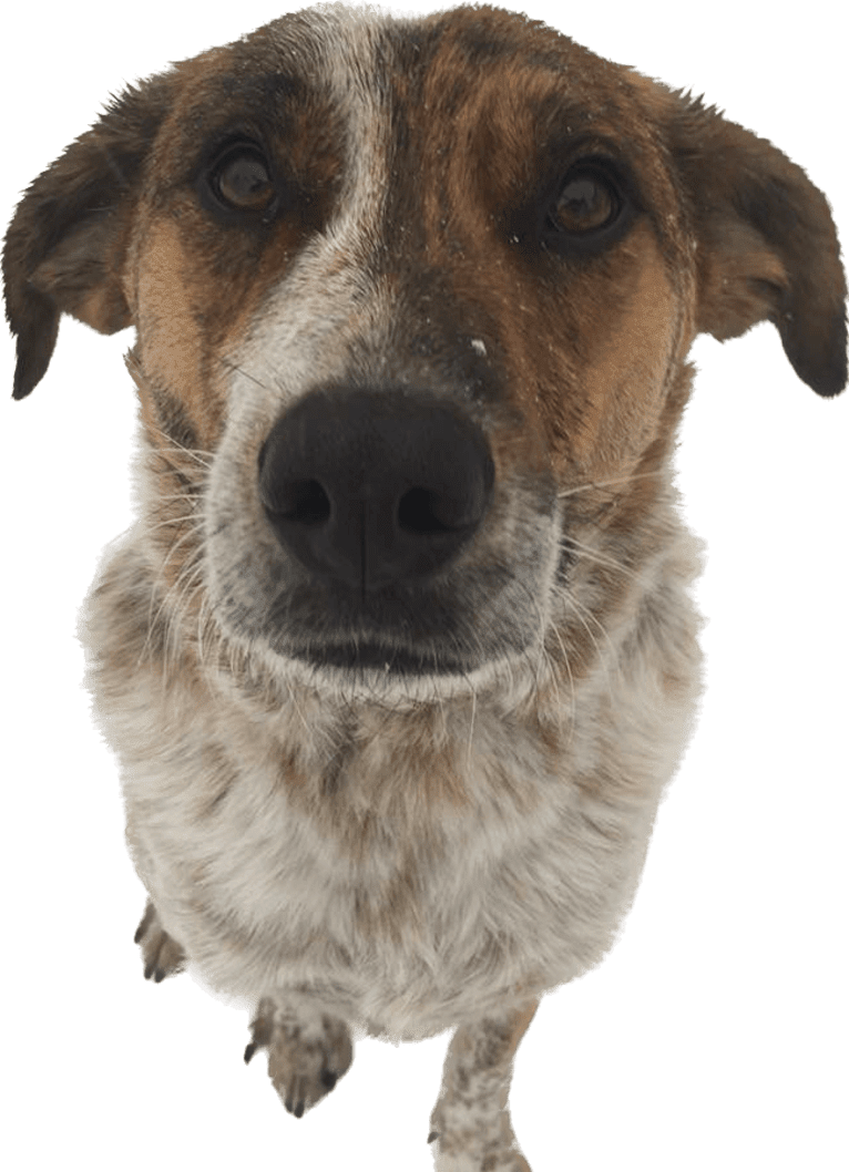 Ruger, an Australian Cattle Dog and Beagle mix tested with EmbarkVet.com