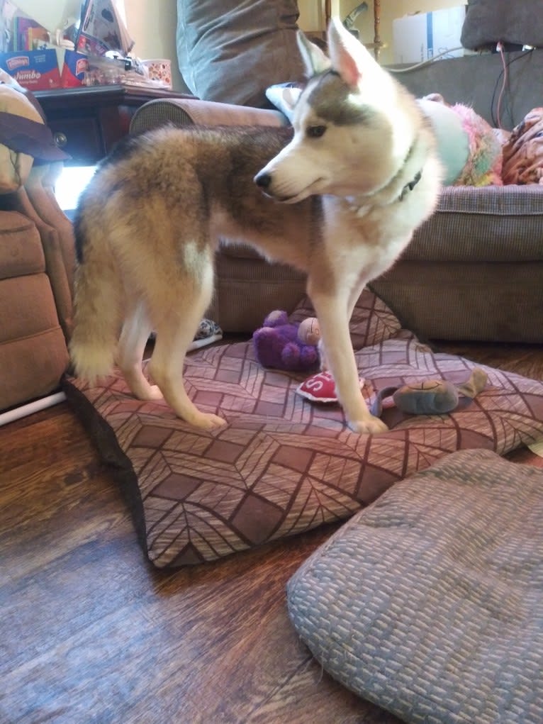 Everest, a Siberian Husky and German Shepherd Dog mix tested with EmbarkVet.com