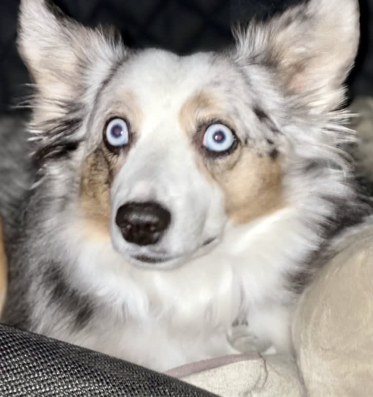 MaizyRose, an Australian Shepherd tested with EmbarkVet.com