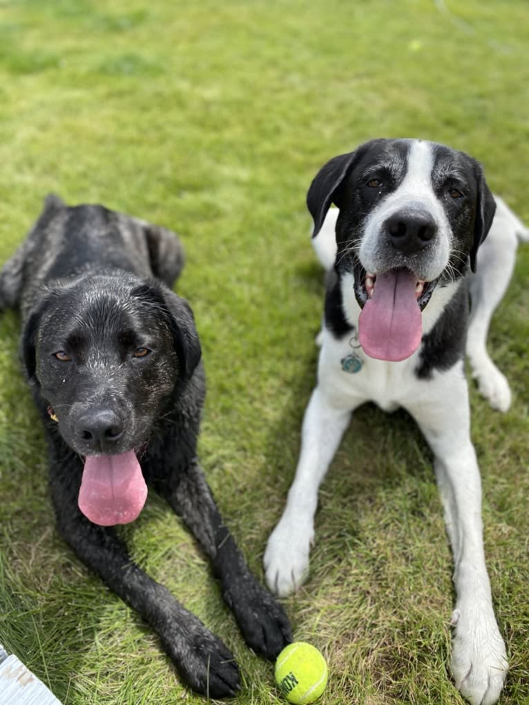 Ula, a Labrador Retriever and Saint Bernard mix tested with EmbarkVet.com