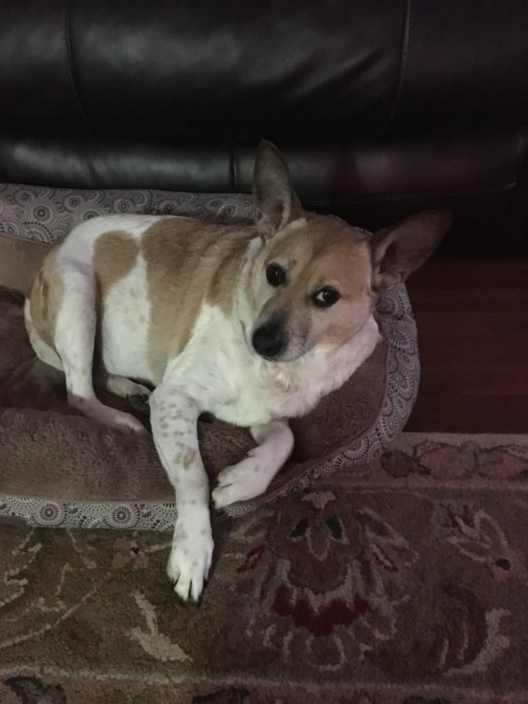 Sammy, an Australian Cattle Dog and Pug mix tested with EmbarkVet.com