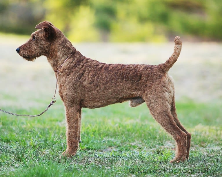 Kincora’s Qualicom Spirit, an Irish Terrier tested with EmbarkVet.com