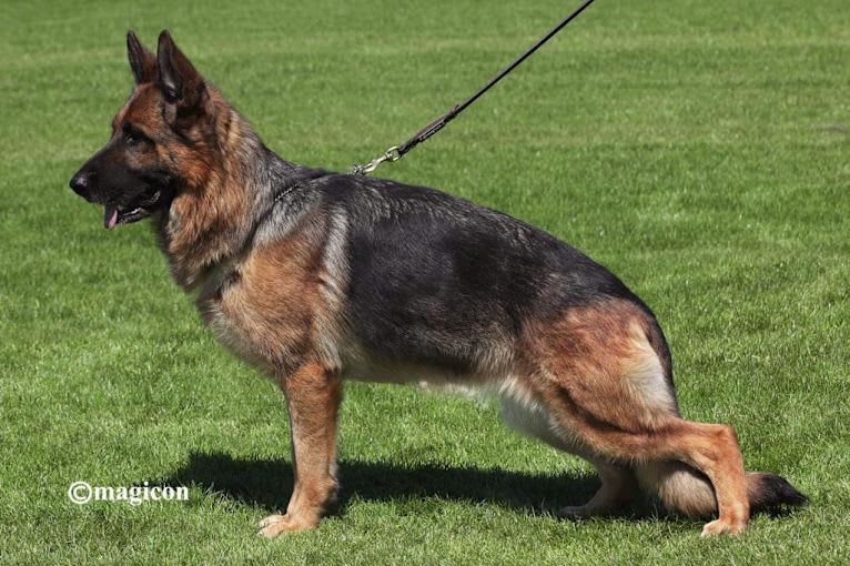 Charlie, a German Shepherd Dog tested with EmbarkVet.com