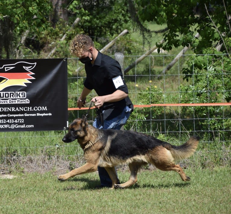 Kyla, a German Shepherd Dog tested with EmbarkVet.com