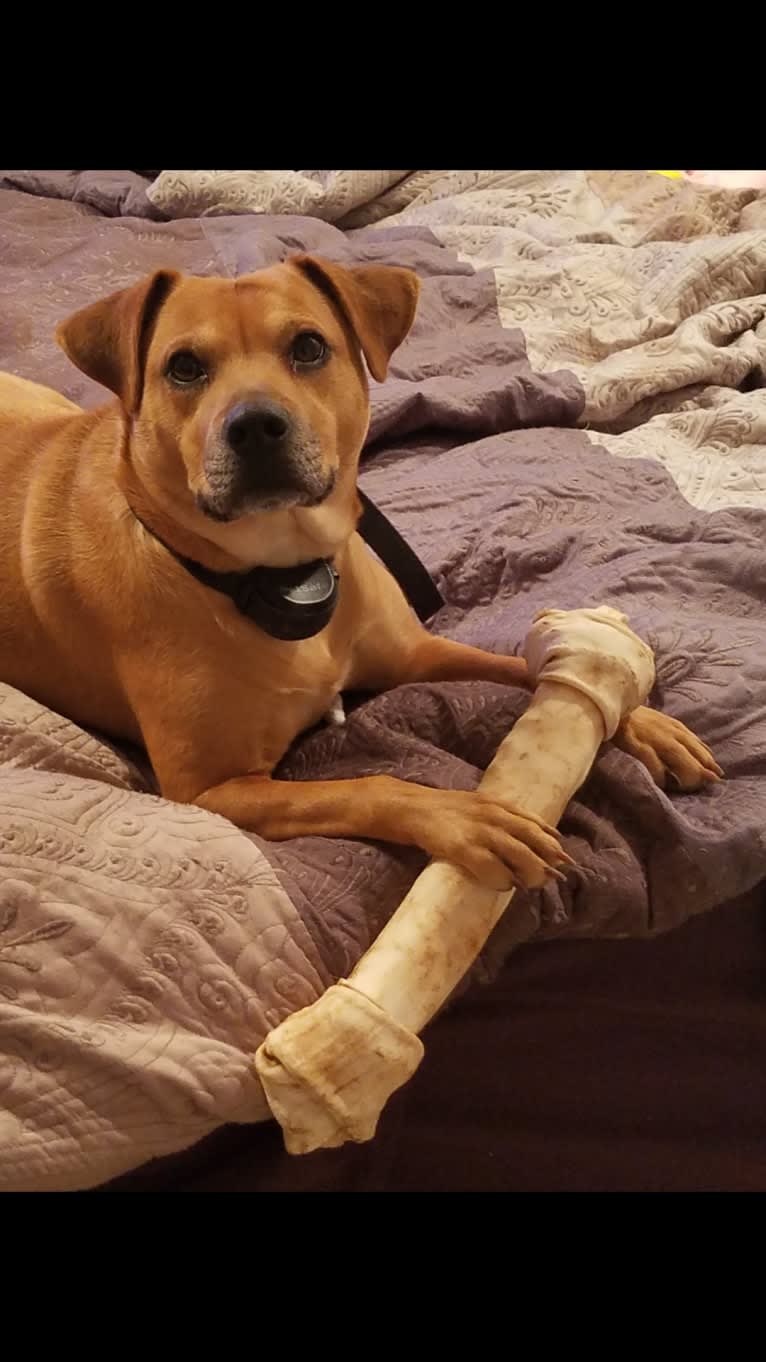 Jake, an American Pit Bull Terrier and Chow Chow mix tested with EmbarkVet.com