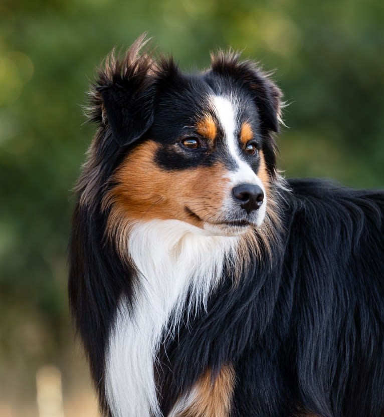 Nuka, an Australian Shepherd tested with EmbarkVet.com