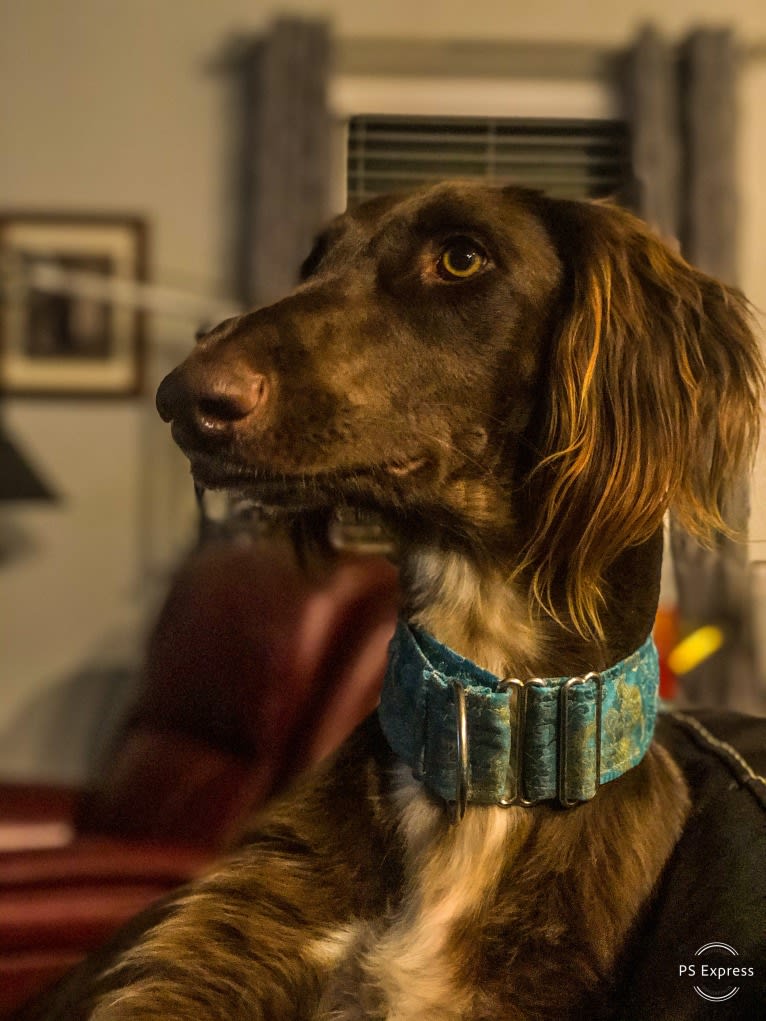 Rigel, a Saluki and Poodle (Standard) mix tested with EmbarkVet.com