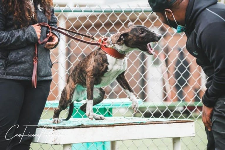 Dippy, a Bull Terrier tested with EmbarkVet.com