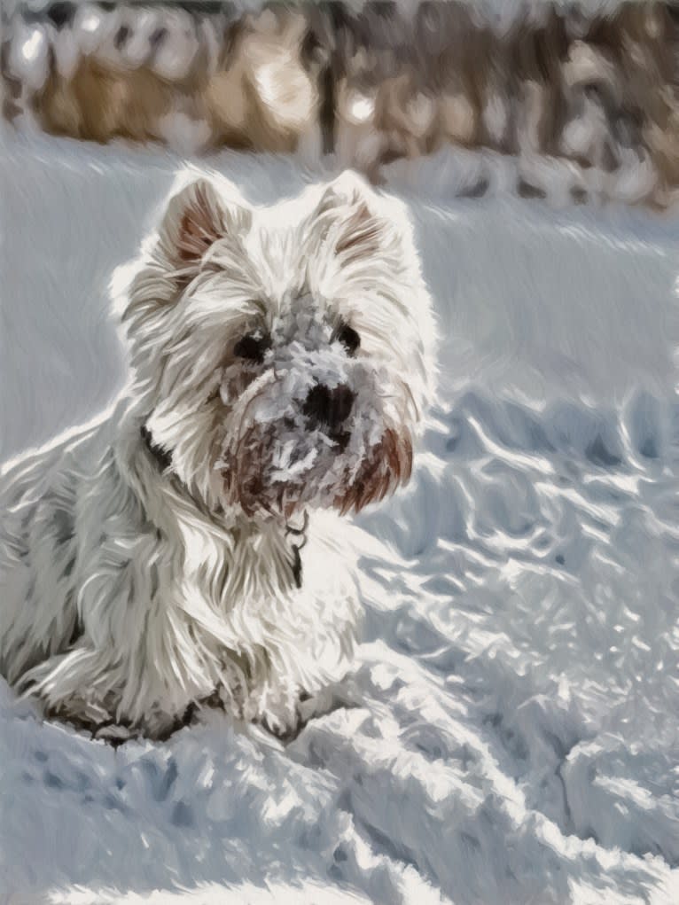 Presley, a West Highland White Terrier tested with EmbarkVet.com