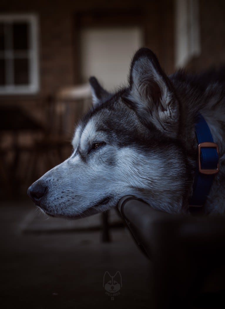 Apollo, a Samoyed and Siberian Husky mix tested with EmbarkVet.com