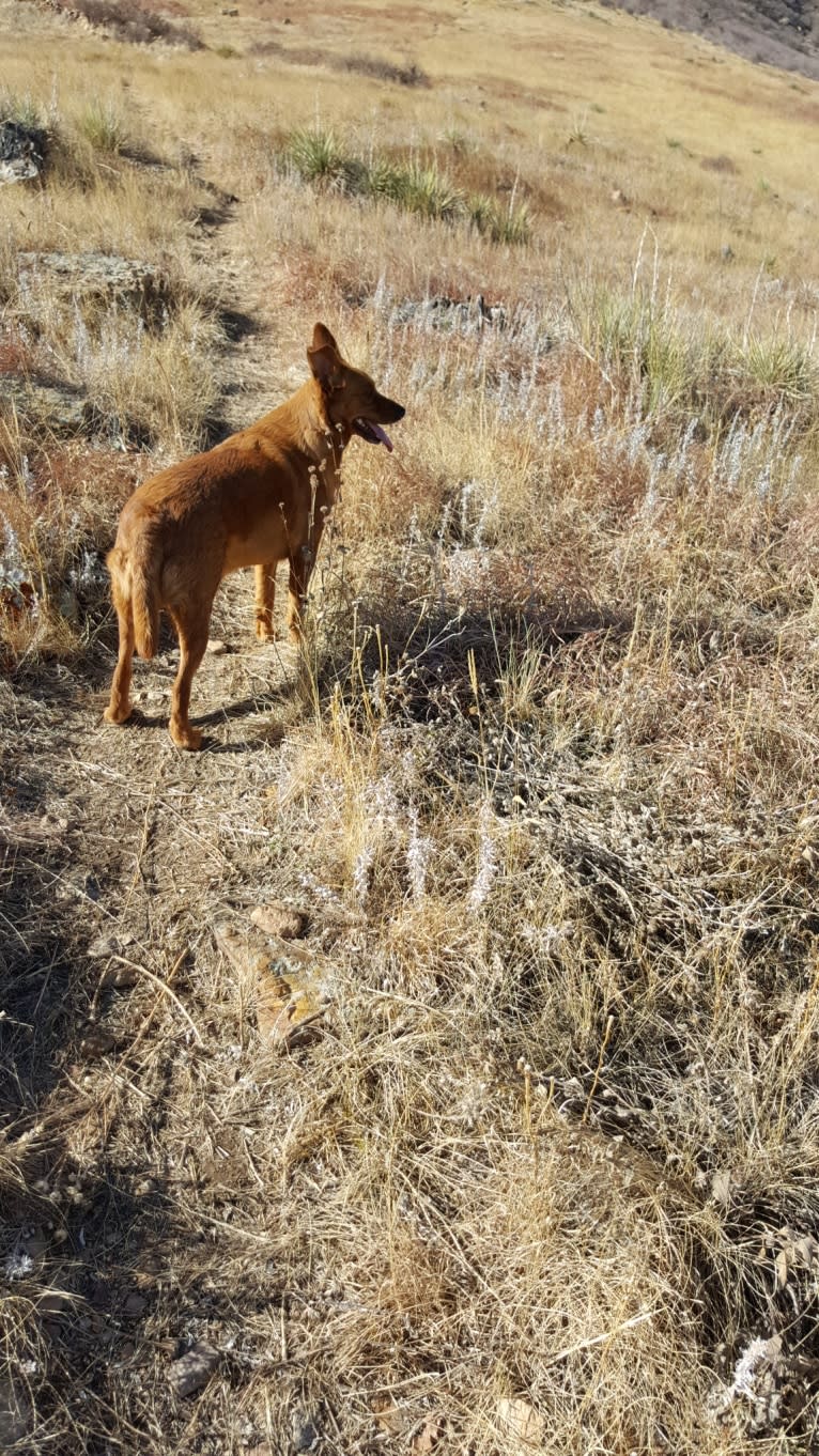 Brownie, an Australian Shepherd and Border Collie mix tested with EmbarkVet.com